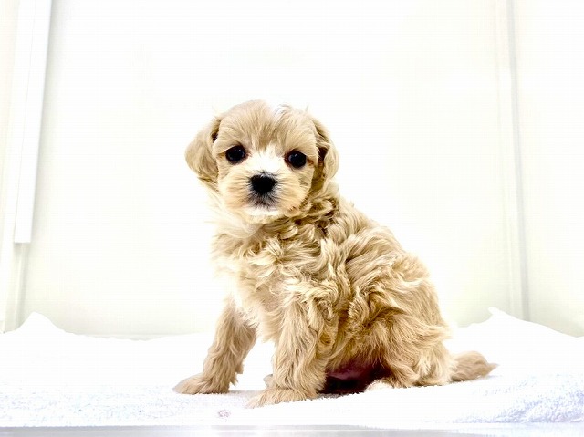 東京都のマルプー(マルチーズ×プードル) (かねだい本町田店/2025年12月5日生まれ/男の子/アプリコットホワイト)の子犬の2枚目の画像