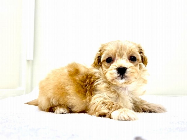 東京都のマルプー(マルチーズ×プードル) (かねだい本町田店/2025年12月5日生まれ/男の子/アプリコットホワイト)の子犬の1枚目の画像