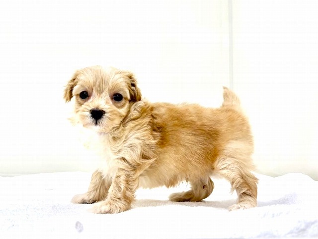 東京都のマルプー(マルチーズ×プードル) (かねだい本町田店/2025年12月5日生まれ/男の子/アプリコットホワイト)の子犬の3枚目の画像