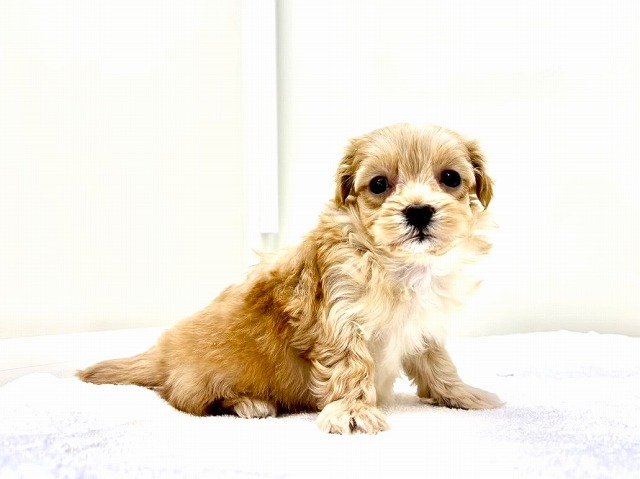 東京都のマルプー(マルチーズ×プードル) (かねだい本町田店/2025年12月5日生まれ/男の子/アプリコットホワイト)の子犬の4枚目の画像