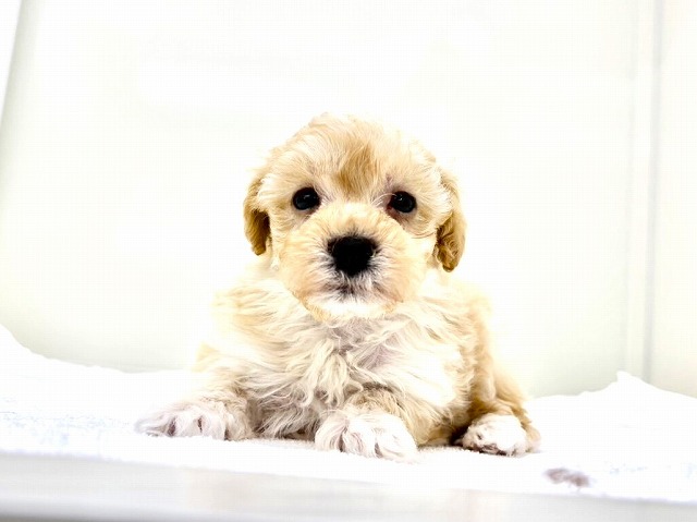 東京都のマルプー(マルチーズ×プードル) (かねだい本町田店/2025年12月5日生まれ/男の子/アプリコットホワイト)の子犬の1枚目の画像