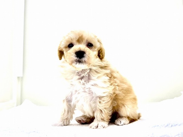 東京都のマルプー(マルチーズ×プードル) (かねだい本町田店/2025年12月5日生まれ/男の子/アプリコットホワイト)の子犬の2枚目の画像