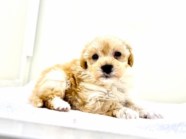 東京都のマルプー(マルチーズ×プードル) (かねだい本町田店/2025年12月5日生まれ/男の子/アプリコットホワイト)の子犬の3枚目の画像