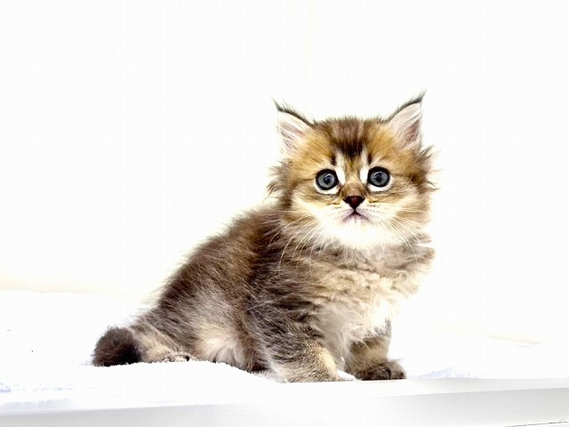 東京都のマンチカン (かねだい本町田店/2025年12月7日生まれ/男の子/ゴールデン)の子猫の1枚目の画像