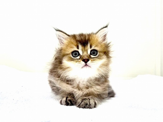 東京都のマンチカン (かねだい本町田店/2025年12月7日生まれ/男の子/ゴールデン)の子猫の2枚目の画像