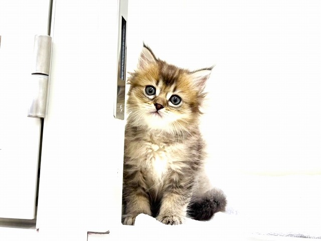 東京都のマンチカン (かねだい本町田店/2025年12月7日生まれ/男の子/ゴールデン)の子猫の3枚目の画像