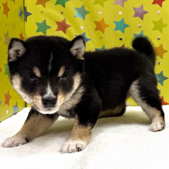 東京都の豆柴 (かねだい足立店/2025年11月18日生まれ/男の子/黒)の子犬の2枚目の画像