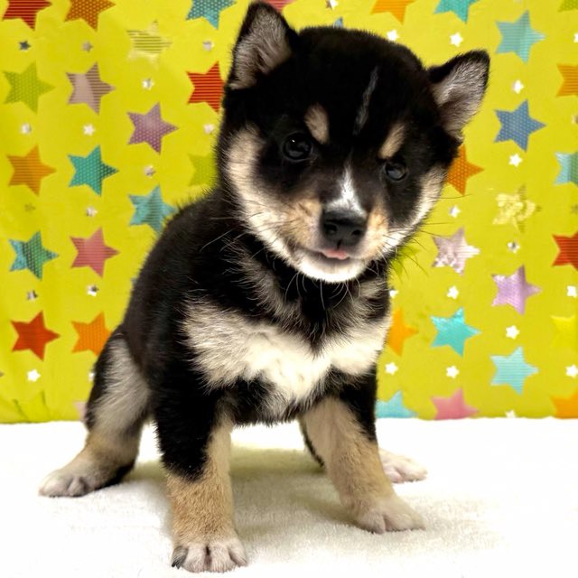 東京都の豆柴 (かねだい足立店/2025年11月18日生まれ/男の子/黒)の子犬の1枚目の画像