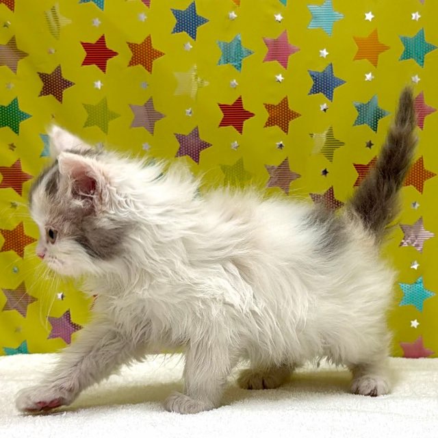 東京都のラガマフィン (かねだい足立店/2025年12月5日生まれ/女の子/ブルーパッチドタビー)の子猫の3枚目の画像