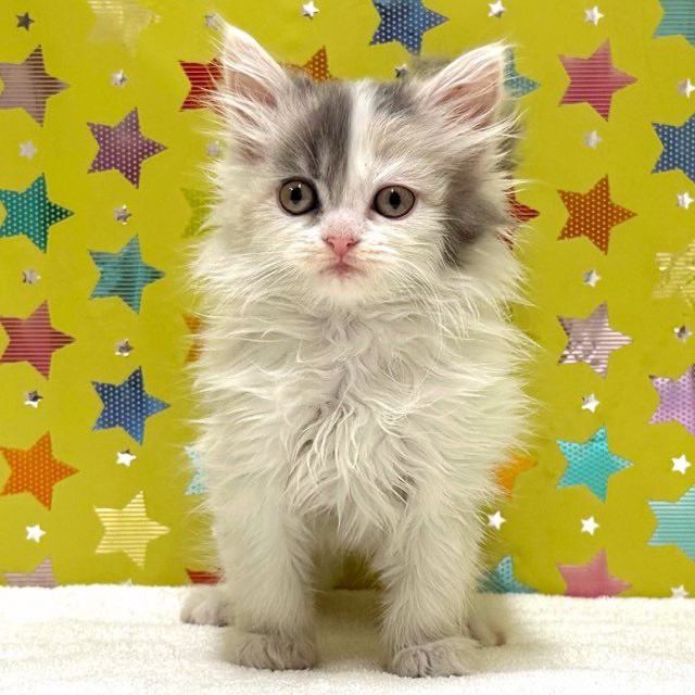 東京都のラガマフィン (かねだい足立店/2025年12月5日生まれ/女の子/ブルーパッチドタビー)の子猫の2枚目の画像