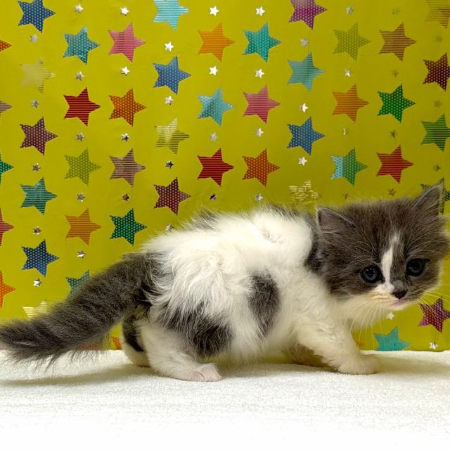 東京都のスコティッシュフォールド (かねだい足立店/2025年12月7日生まれ/女の子/ブルーホワイト)の子猫の4枚目の画像