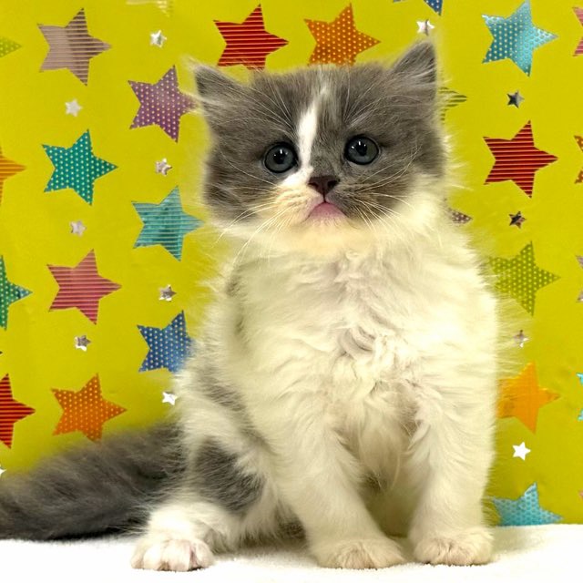 東京都のスコティッシュフォールド (かねだい足立店/2025年12月7日生まれ/女の子/ブルーホワイト)の子猫の1枚目の画像