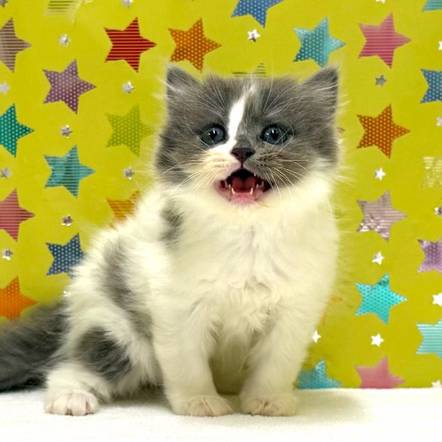 東京都のスコティッシュフォールド (かねだい足立店/2025年12月7日生まれ/女の子/ブルーホワイト)の子猫の2枚目の画像