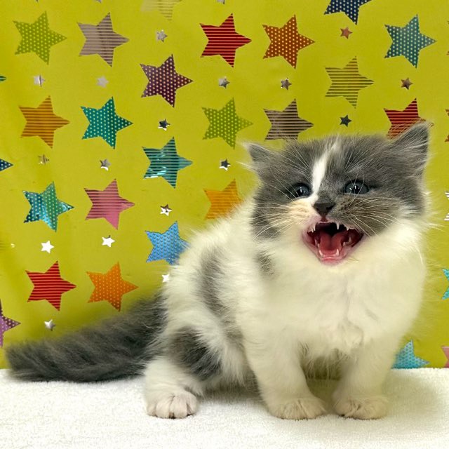 東京都のスコティッシュフォールド (かねだい足立店/2025年12月7日生まれ/女の子/ブルーホワイト)の子猫の3枚目の画像