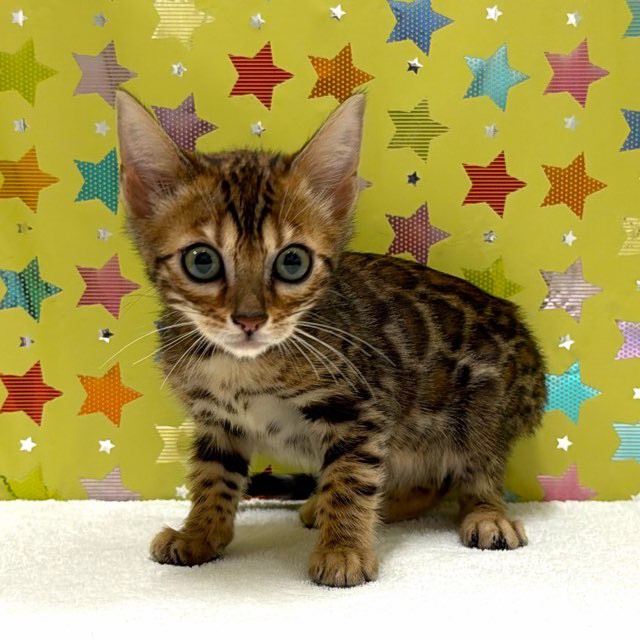 東京都のベンガル (かねだい足立店/2025年12月6日生まれ/男の子/ブラウンスポットタビー)の子猫の1枚目の画像