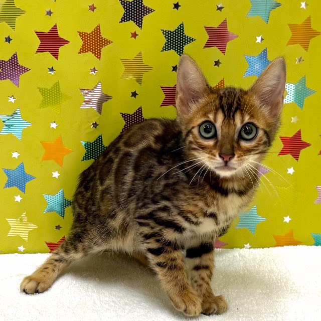 東京都のベンガル (かねだい足立店/2025年12月6日生まれ/男の子/ブラウンスポットタビー)の子猫の2枚目の画像