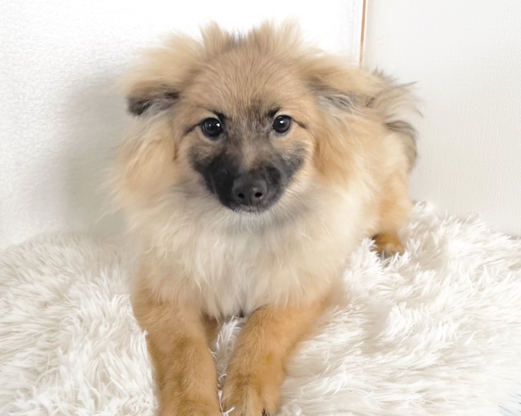 群馬県のポメラニアン (かねだいペットトライアル桐生/2025年8月4日生まれ/男の子/オレンジセーブル)の子犬の4枚目の画像