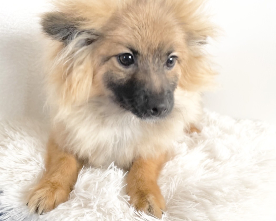 群馬県のポメラニアン (かねだいペットトライアル桐生/2025年8月4日生まれ/男の子/オレンジセーブル)の子犬の1枚目の画像