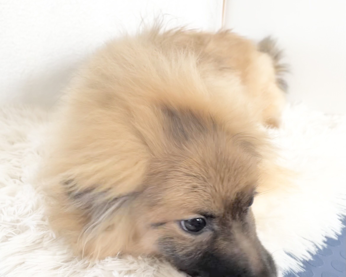 群馬県のポメラニアン (かねだいペットトライアル桐生/2025年8月4日生まれ/男の子/オレンジセーブル)の子犬の3枚目の画像