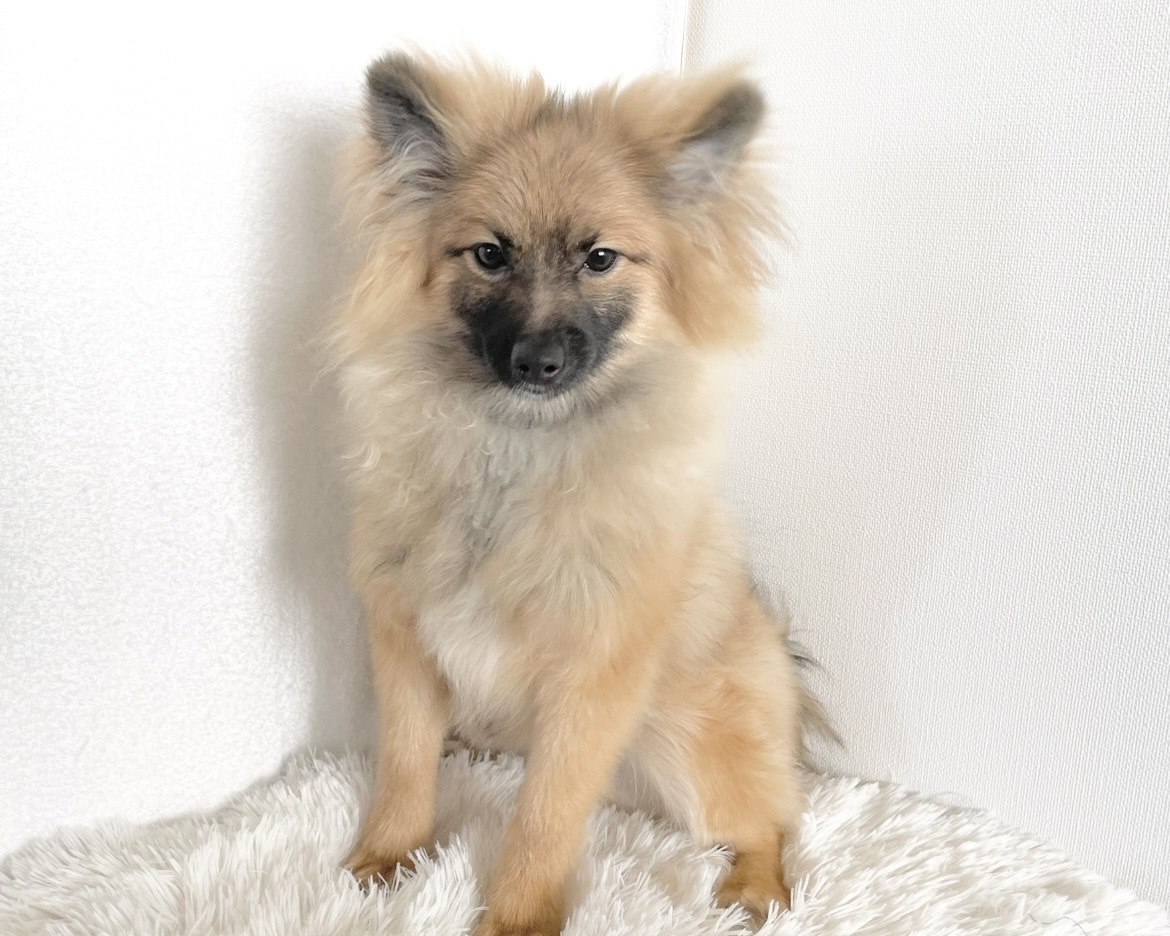 群馬県のポメラニアン (かねだいペットトライアル桐生/2025年8月4日生まれ/男の子/オレンジセーブル)の子犬の2枚目の画像