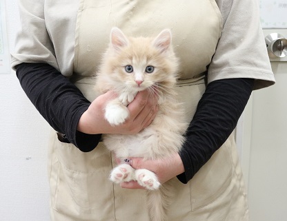 神奈川県のノルウェージャンフォレストキャット (かねだい伊勢原店/2025年12月6日生まれ/男の子/クリームタビーホワイト)の子猫