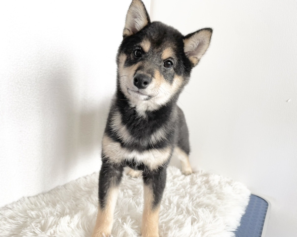 群馬県の柴犬(標準サイズ) (かねだいペットトライアル桐生/2025年9月21日生まれ/女の子/黒)の子犬の4枚目の画像