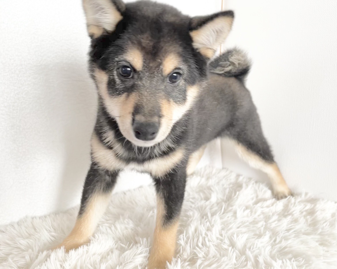 群馬県の柴犬(標準サイズ) (かねだいペットトライアル桐生/2025年9月21日生まれ/女の子/黒)の子犬の1枚目の画像