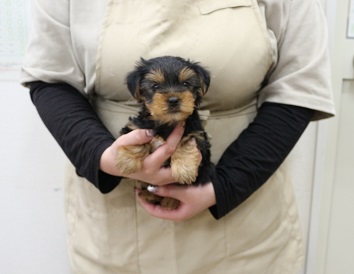 神奈川県のヨークシャーテリア (かねだい伊勢原店/2025年12月7日生まれ/女の子/スチールブルータン)の子犬