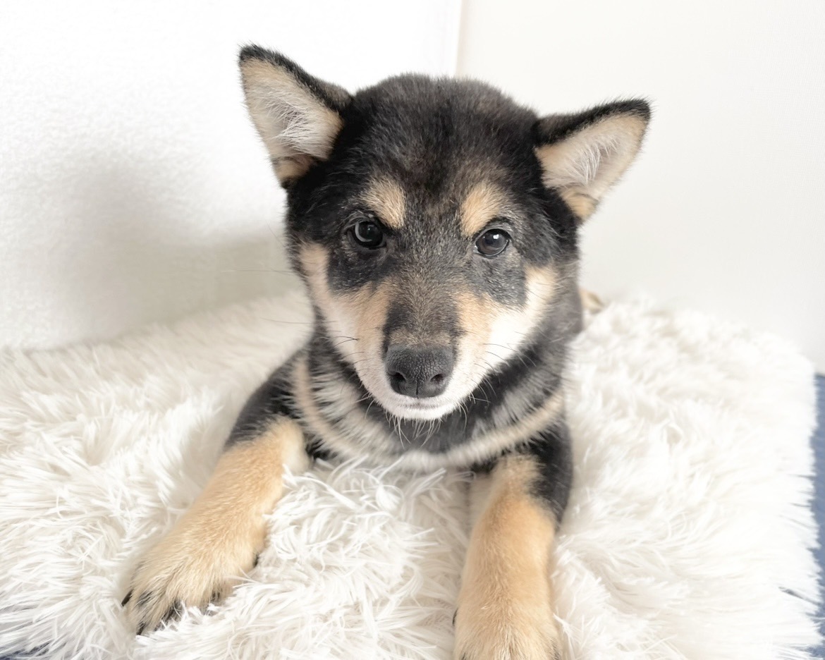 群馬県の柴犬(標準サイズ) (かねだいペットトライアル桐生/2025年9月21日生まれ/女の子/黒)の子犬の2枚目の画像