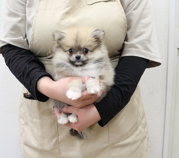 神奈川県のポメラニアン (かねだい伊勢原店/2025年12月4日生まれ/男の子/クリームセーブル)の子犬