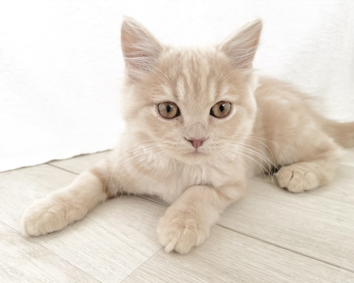 群馬県のスコティッシュフォールド (かねだいペットトライアル桐生/2025年10月28日生まれ/男の子/クリーム)の子猫の4枚目の画像