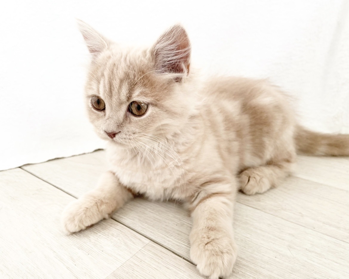 群馬県のスコティッシュフォールド (かねだいペットトライアル桐生/2025年10月28日生まれ/男の子/クリーム)の子猫の3枚目の画像