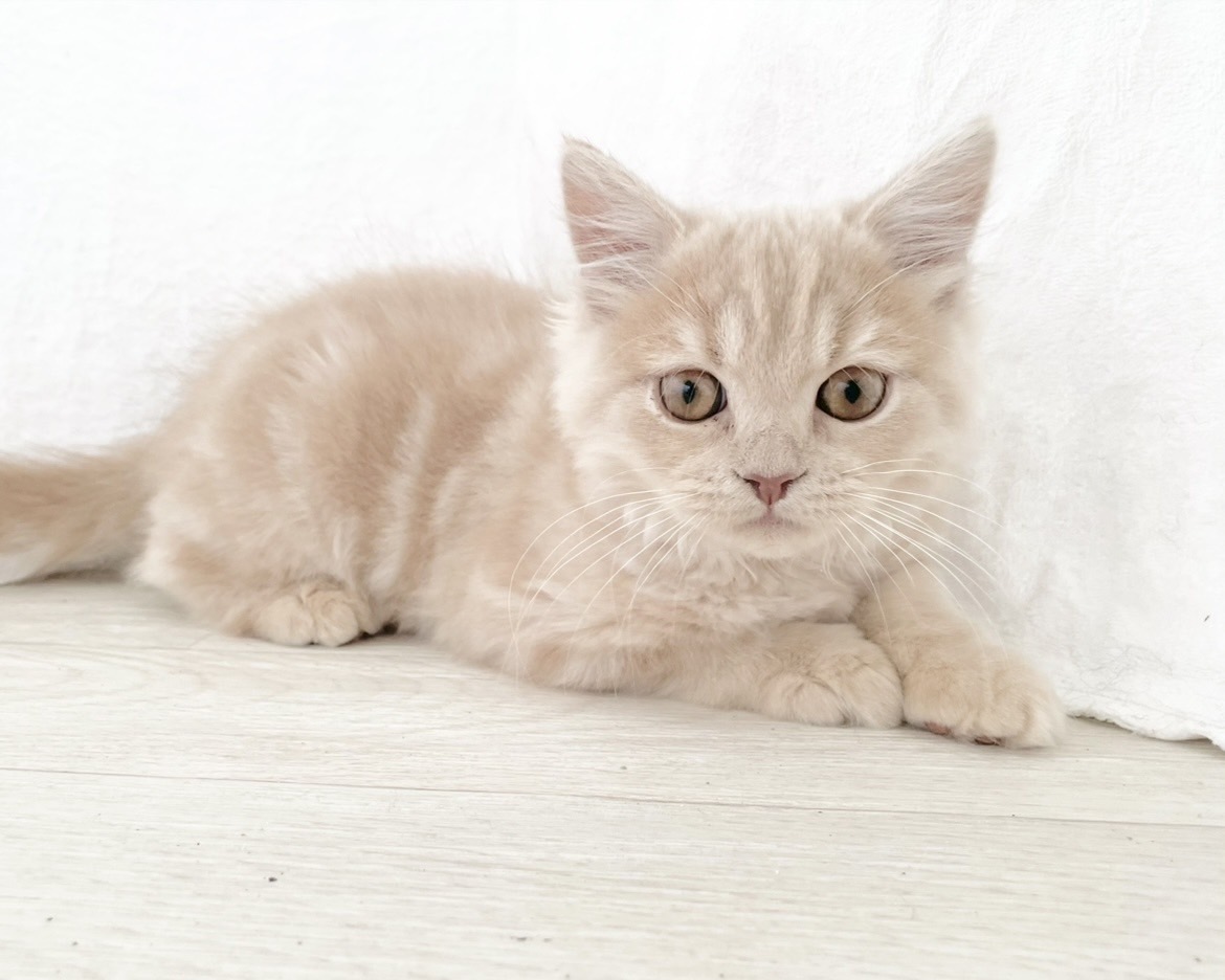 群馬県のスコティッシュフォールド (かねだいペットトライアル桐生/2025年10月28日生まれ/男の子/クリーム)の子猫の2枚目の画像