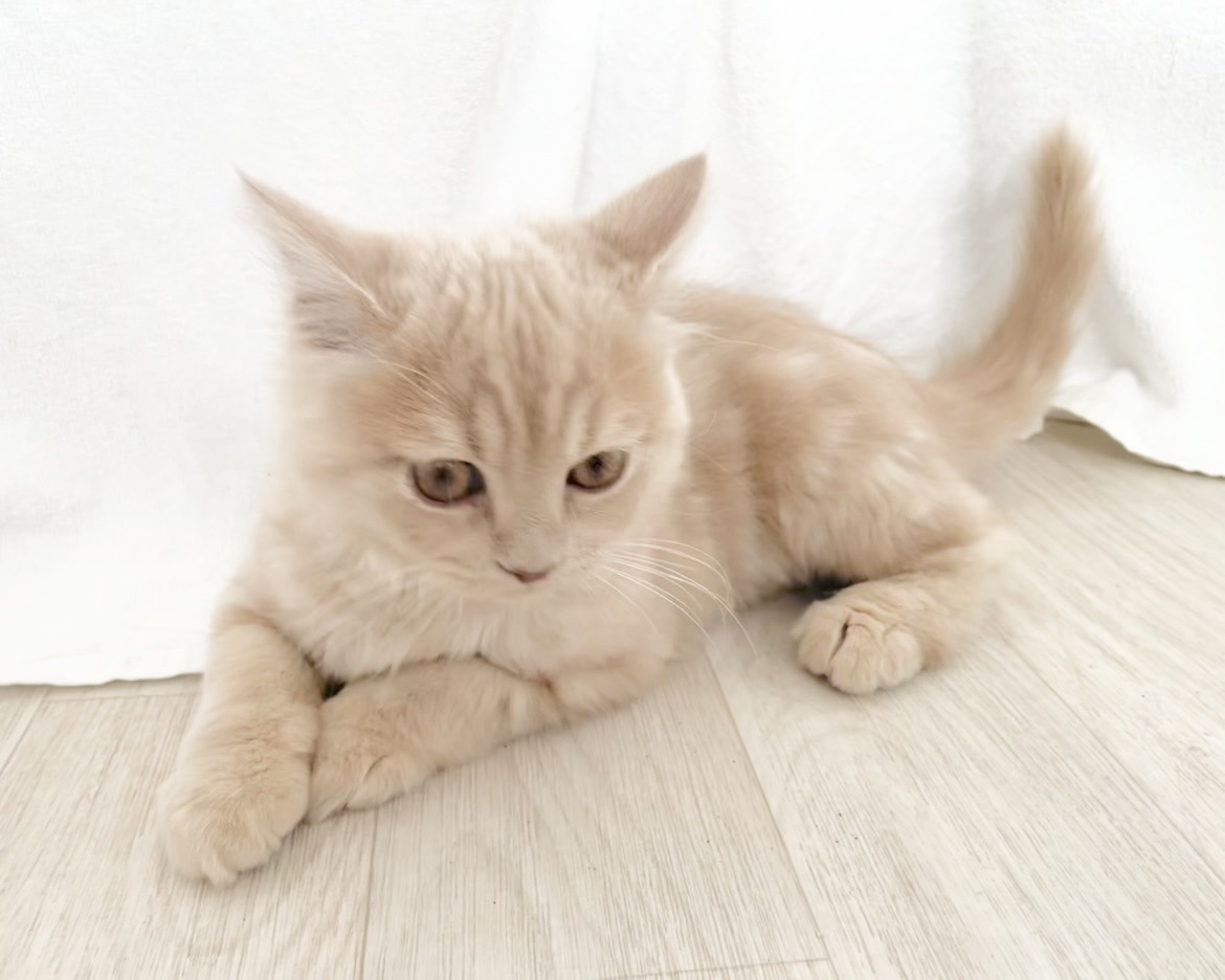 群馬県のスコティッシュフォールド (かねだいペットトライアル桐生/2025年10月28日生まれ/男の子/クリーム)の子猫
