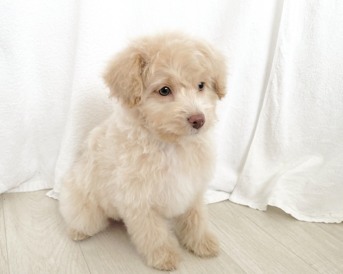 群馬県のポメプー(ポメラニアン×プードル) (かねだいペットトライアル桐生/2025年10月29日生まれ/男の子/クリーム)の子犬の2枚目の画像