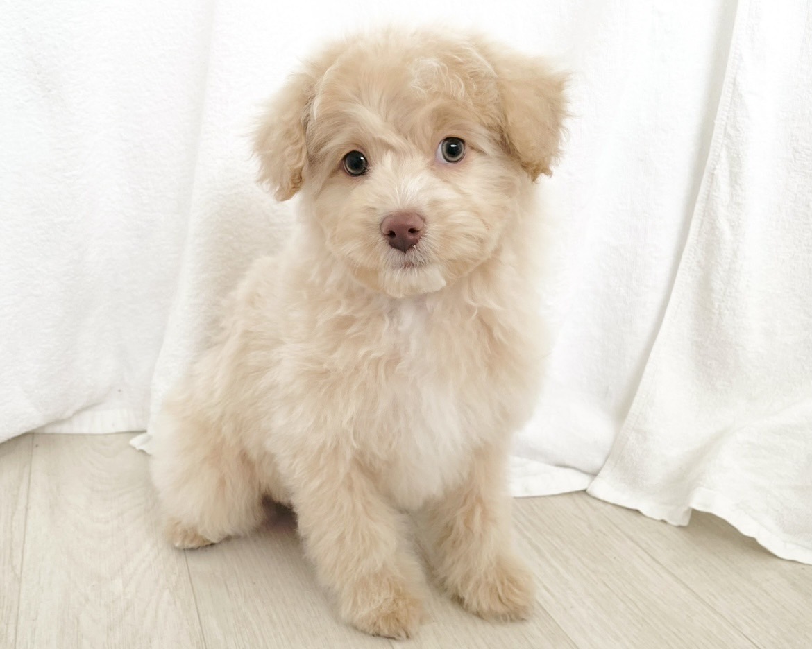 群馬県のポメプー(ポメラニアン×プードル) (かねだいペットトライアル桐生/2025年10月29日生まれ/男の子/クリーム)の子犬の1枚目の画像