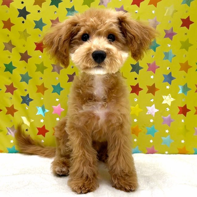 東京都のMIX（Tプードル×ビションフリーゼ） (かねだい足立店/2025年10月1日生まれ/男の子/その他色)の子犬の1枚目の画像