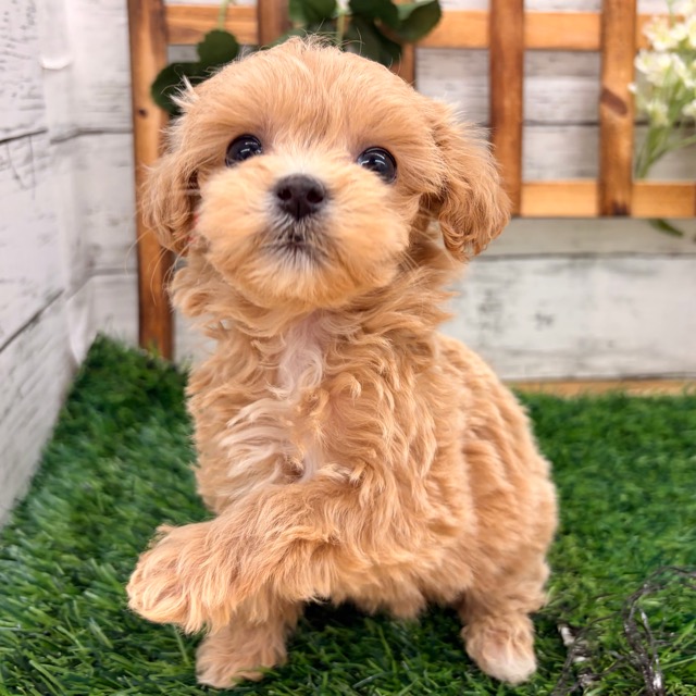 埼玉県のマルプー(マルチーズ×プードル) (かねだい所沢店/2025年12月6日生まれ/女の子/その他色)の子犬の1枚目の画像