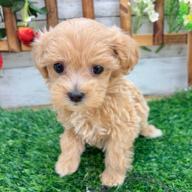 埼玉県のマルプー(マルチーズ×プードル) (かねだい所沢店/2025年12月6日生まれ/女の子/その他色)の子犬の2枚目の画像