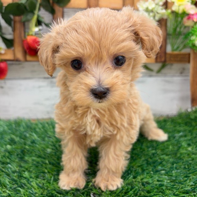 埼玉県のマルプー(マルチーズ×プードル) (かねだい所沢店/2025年12月6日生まれ/女の子/その他色)の子犬の3枚目の画像