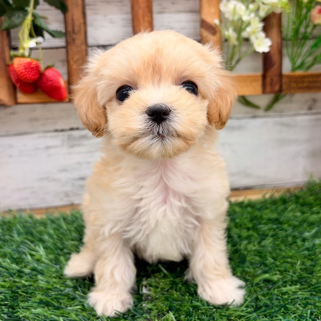 埼玉県のマルプー(マルチーズ×プードル) (かねだい所沢店/2025年12月5日生まれ/女の子/その他色)の子犬の1枚目の画像