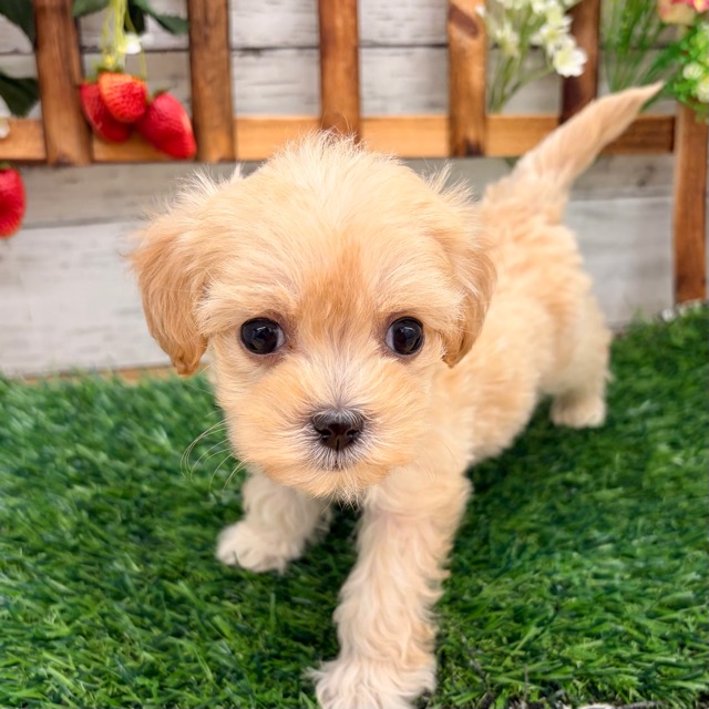 埼玉県のマルプー(マルチーズ×プードル) (かねだい所沢店/2025年12月5日生まれ/女の子/その他色)の子犬の2枚目の画像