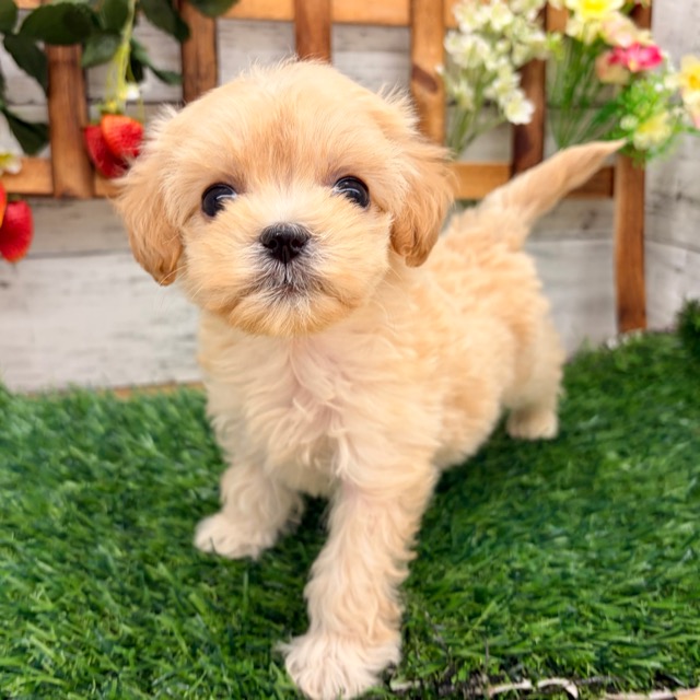 埼玉県のマルプー(マルチーズ×プードル) (かねだい所沢店/2025年12月5日生まれ/女の子/その他色)の子犬の3枚目の画像