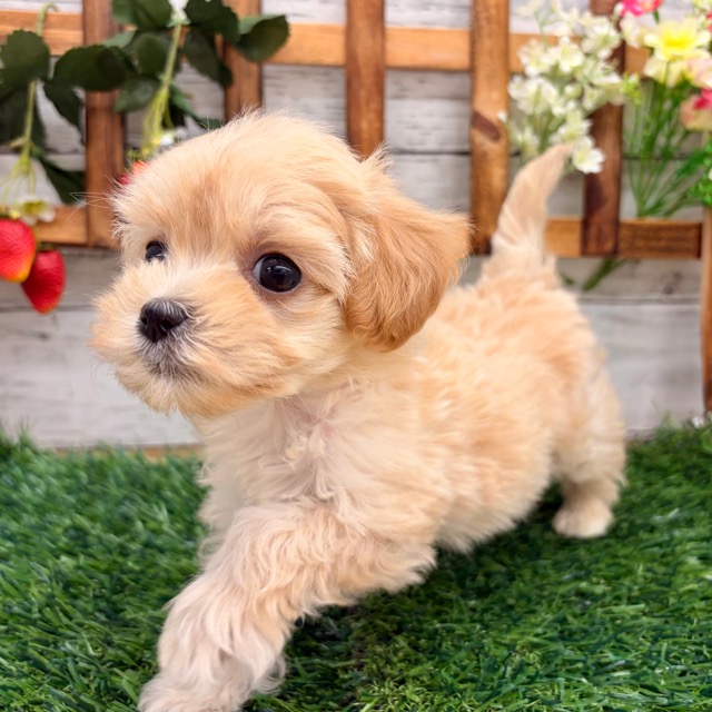 埼玉県のマルプー(マルチーズ×プードル) (かねだい所沢店/2025年12月5日生まれ/女の子/その他色)の子犬の4枚目の画像