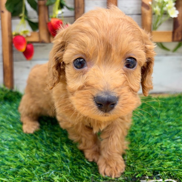 埼玉県のダップー(ダックス×プードル) (かねだい所沢店/2025年12月5日生まれ/女の子/ゴールド)の子犬