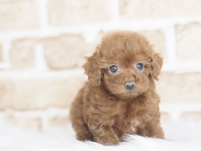 埼玉県のトイプードル(トイ) (かねだい戸田店/2025年12月6日生まれ/女の子/レッド)の子犬