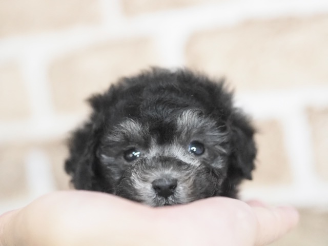 埼玉県のトイプードル(トイ) (かねだい戸田店/2025年12月6日生まれ/女の子/シルバー)の子犬