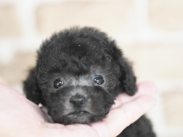 埼玉県のトイプードル(トイ) (かねだい戸田店/2025年12月6日生まれ/男の子/シルバー)の子犬