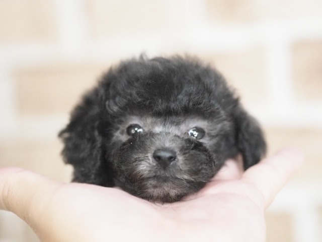埼玉県のトイプードル(トイ) (かねだい戸田店/2025年12月6日生まれ/男の子/シルバー)の子犬