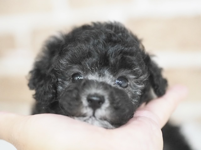 埼玉県のトイプードル(トイ) (かねだい戸田店/2025年12月5日生まれ/男の子/シルバー)の子犬